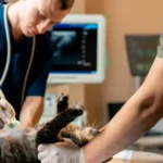 Clínica Veterinaria Avanzada: qué significa y cómo beneficia a tu mascota