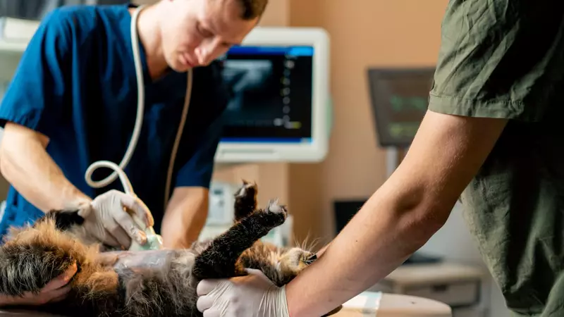 Clínica Veterinaria Avanzada: qué significa y cómo beneficia a tu mascota