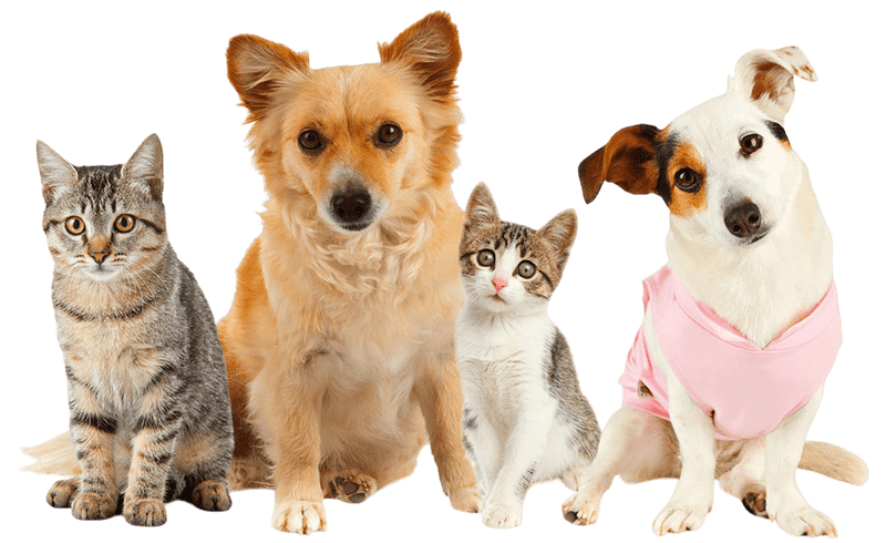 servicios veterinarios