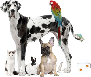 clínicas veterinarias de especialidades