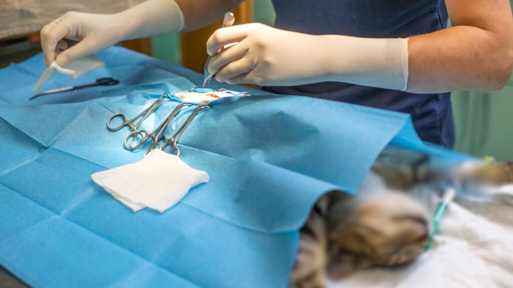 cirugía veterinaria