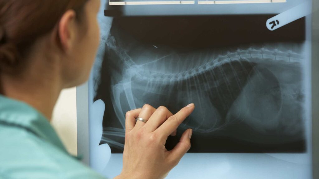 traumatología veterinaria