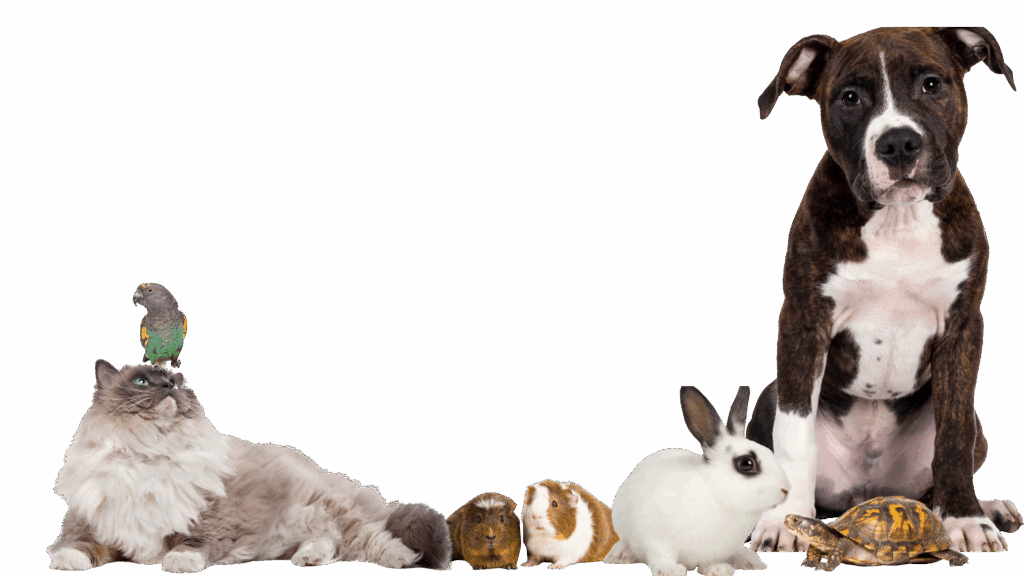 nuevos animales de compañia
