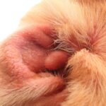 Dermatología veterinaria: cómo identificar y tratar los problemas de piel más comunes