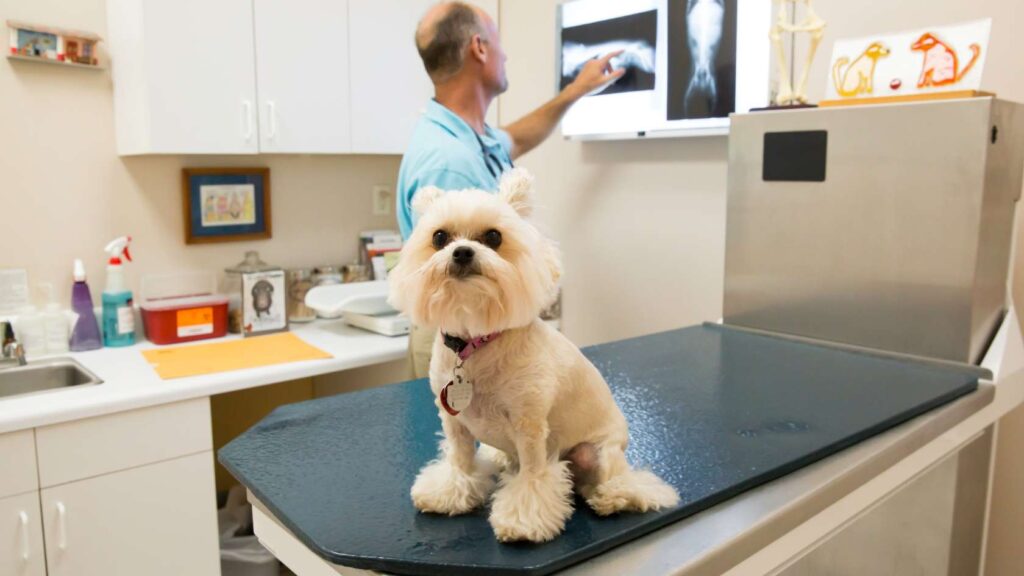 Traumatología veterinaria: cómo ayudamos a tu mascota a moverse sin dolor