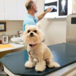 Traumatología veterinaria: cómo ayudamos a tu mascota a moverse sin dolor