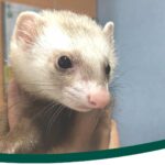 Clínica especializada en Nuevos Animales de Compañía: la importancia de una atención veterinaria experta