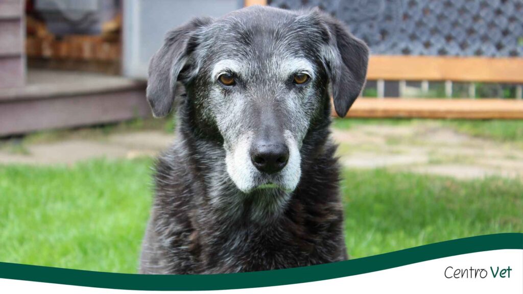 Cuidado de las articulaciones en perros adultos y mayores: cómo mejorar su movilidad y calidad de vida