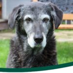 Cuidado de las articulaciones en perros adultos y mayores: cómo mejorar su movilidad y calidad de vida