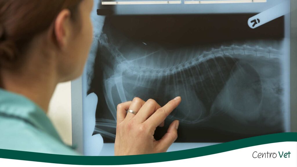 Radiografía veterinaria: cuándo es necesaria y qué enfermedades permite detectar