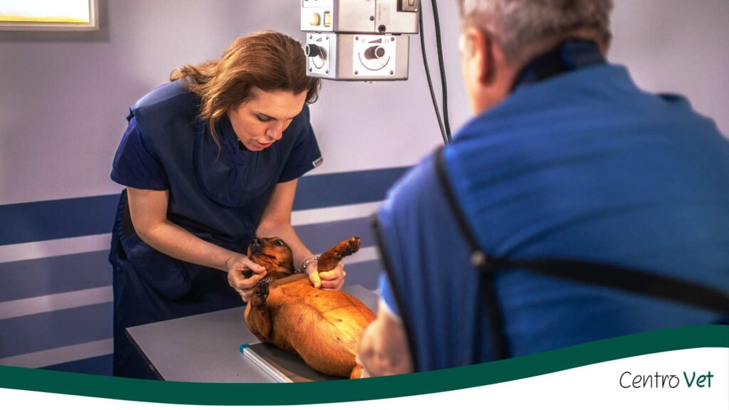 ¿Qué es una clínica veterinaria de especialidades y cuándo la necesita tu mascota?