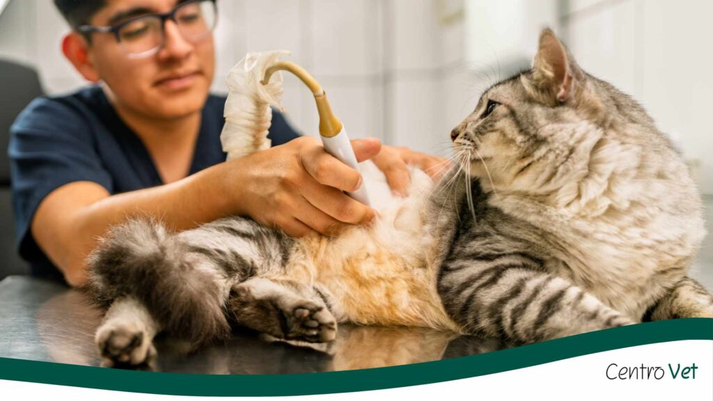 Ecografía veterinaria: una herramienta clave para el diagnóstico precoz