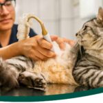 Ecografía veterinaria: una herramienta clave para el diagnóstico precoz