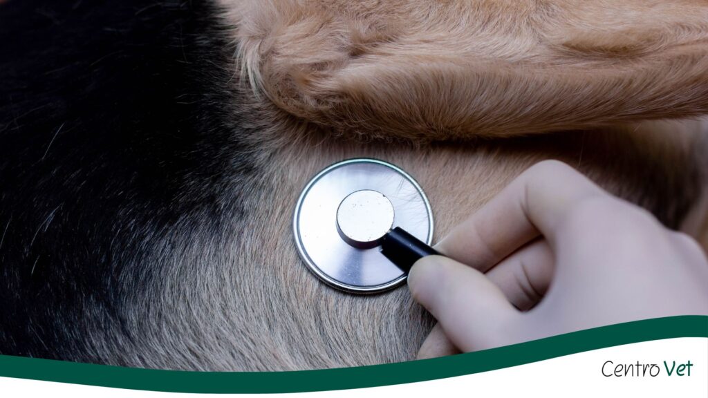 Ecocardiografía veterinaria: cómo detectar problemas cardíacos en tu mascota