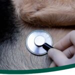 Ecocardiografía veterinaria: cómo detectar problemas cardíacos en tu mascota